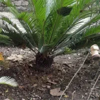 سیکاس پهن برگ درجه1 در سایز مختلف|گل و گیاه طبیعی|قائم‌شهر, |دیوار