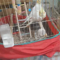 جفت عروس لوتینو رویه تخم|پرنده|صحنه, |دیوار