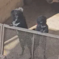 واگذاری سگ قدرجونی قهدریجانی