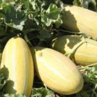 فروش ۱۰کیلو بذر خربزه اطلس