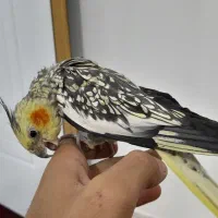 عروس هلندی