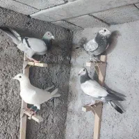 کفتر|پرنده|شیراز, شهرک قمشه|دیوار