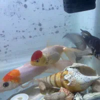 ماهی گلدفیش