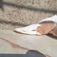 کبوتر دوکت نوک ریز|پرنده|خمینی‌شهر, |دیوار