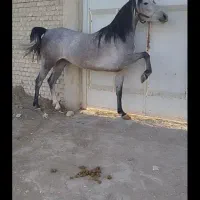 اسب مادیان