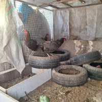 مرغ تخم‌گذار