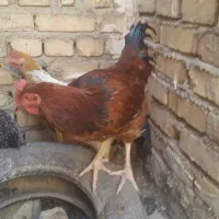 خروس جوان
