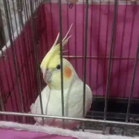 عروس هلندی لوتینو اهلی|پرنده|شوط, |دیوار