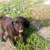 فروش 4سگ پاکوتاه