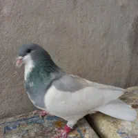کبوتر شهری کازرون|پرنده|شیراز, فخرآباد (دروازه کازرون)|دیوار