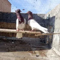 کبوتر کله سرخ