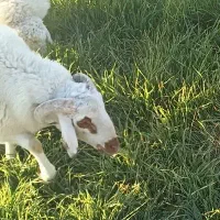 یک عدد بره نر شهربابک