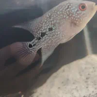 جوجه فلاور هورن