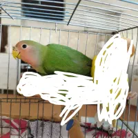 طوطی برزیلی کوتوله برزیلی|پرنده|رباط‌کریم, نصیرشهر|دیوار