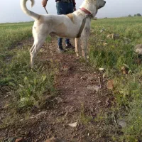 سگ عراقی|سگ|انگوت, |دیوار