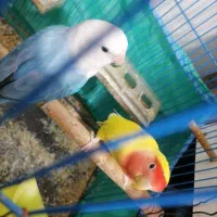 طوطی کوتوله|پرنده|کرمان, |دیوار