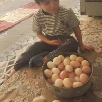تخم مرغ نطفه دارمحلی|حیوانات مزرعه|چغادک, |دیوار