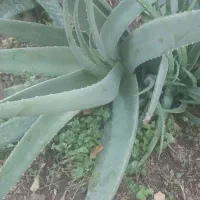 گل آلوورا|گل و گیاه طبیعی|اردکان, |دیوار