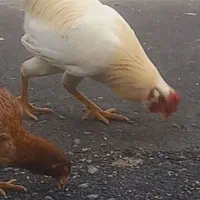 خروس کردی اصل|حیوانات مزرعه|سرپل ذهاب, |دیوار