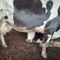 گاو شیری با گوساله نر