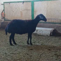 میش قره قزل میش ژندار