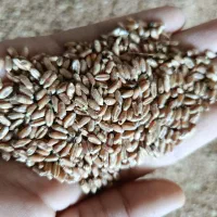 بذر گندم باسیلیو|عمده‌فروشی|سنگدوین, |دیوار