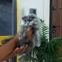 گربه اسکاتیش بلو لانگ هیر
