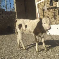 گاو گوساله|حیوانات مزرعه|گنبد کاووس, |دیوار