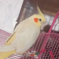 عروس هلندی|پرنده|زبرخان, |دیوار