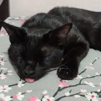 واگذاری رایگان|گربه|پیشوا, |دیوار