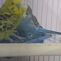 مرغ عشق|پرنده|صدرا-فارس, فاز ۱|دیوار