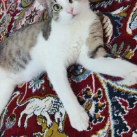 واگذاری گربه خانگی