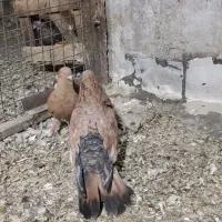 دم سفید دمبی طوقی چپ سفید|پرنده|باوی, |دیوار