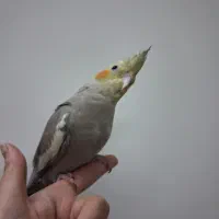 عروس هلندی ماده