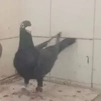 کفتر