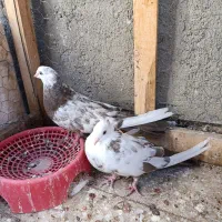 کبوتر|پرنده|میانه, |دیوار