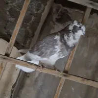 ۴ تا رنگه پرشی جون و خوش تیپ