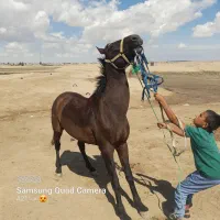 اسب ترکمن|اسب و تجهیزات اسبسواری|گنبد کاووس, |دیوار