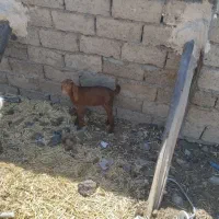 بز‌.|حیوانات مزرعه|زهک, |دیوار