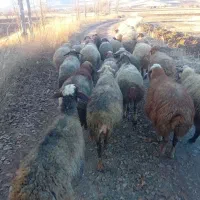 گوسفند داشتی