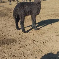 بره نر افشاری ژن دار