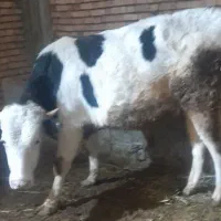 گوساله سیمنتال نر