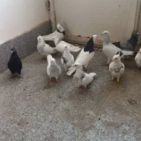 کبوتر طوقی و المانی|پرنده|مشهد, طبرسی شمالی|دیوار