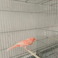 تعدادی قناری برفکی و سرخ سلامت|پرنده|تهران, شارق|دیوار