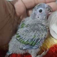 جوجه گرینچیک