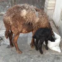 میش زاییده|حیوانات مزرعه|تهران, انبار نفت|دیوار