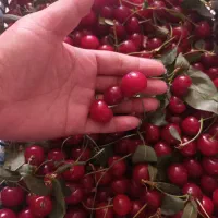 میوه های فصل عالی