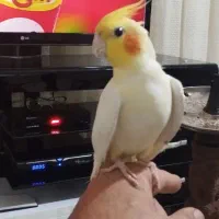 جوجه عروس هلندی