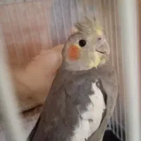 عروس هلندی نرو ماده|پرنده|چناران, |دیوار