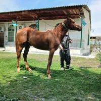 اسب دو خون مسابقه ای با مدرک